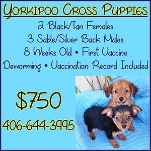 imgi_14_Yorkipoos_32_web_2025