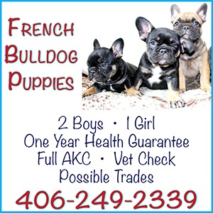 imgi_18_French_Bulldogs_32_web_2025