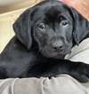 BLACK LAB PUPPIES!